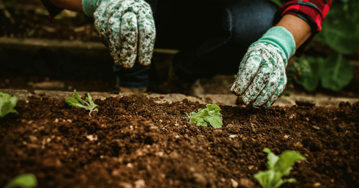 How Often Do Cannabis Companies Get Audited