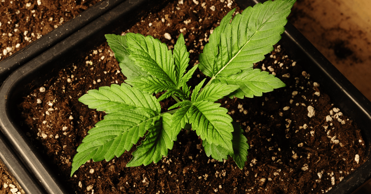 Cannabis Business
